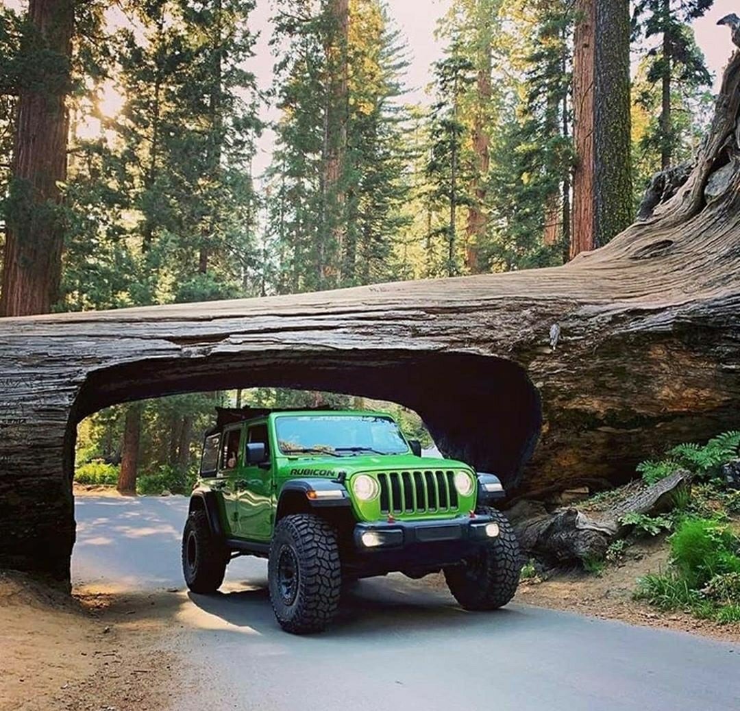 jeep driving through tree tunnel