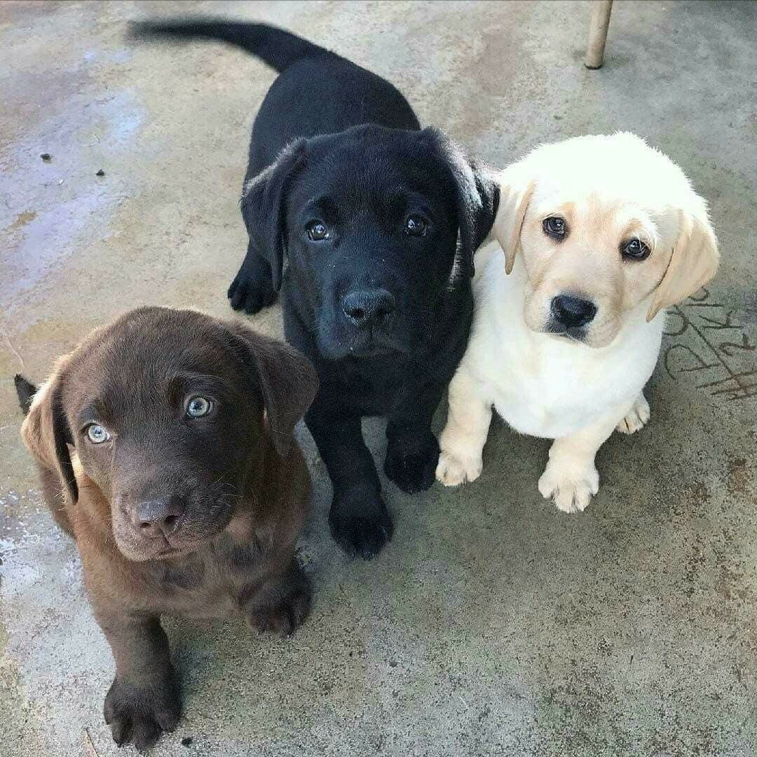 three lab puppies